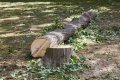 Cut down as a tree limb